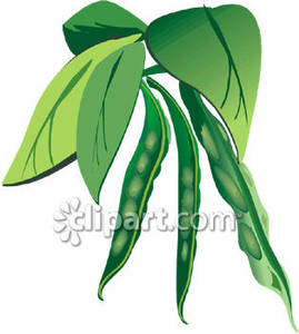 Beans clipart bean plant. A string royalty free