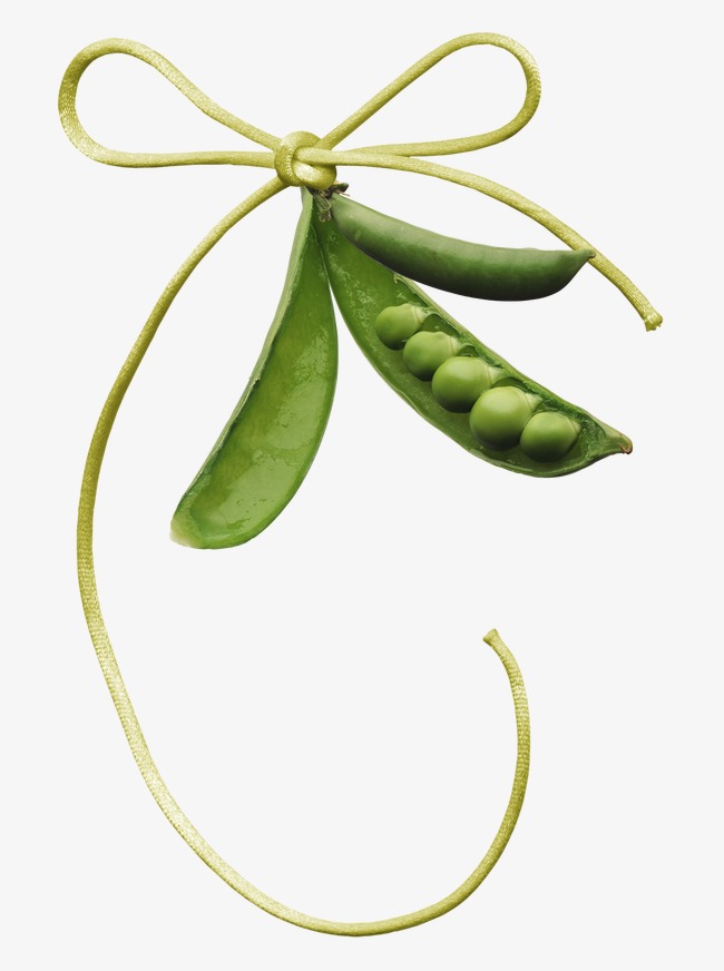 Beans clipart broad bean. String green rope png