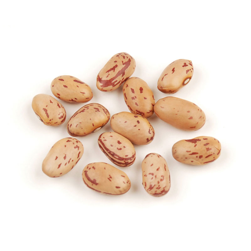 beans clipart dry bean