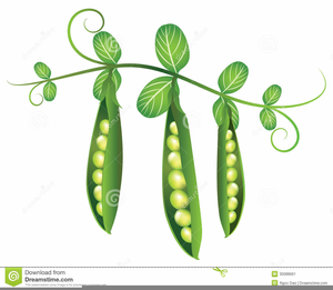 Beans clipart pea. Green bean vine free