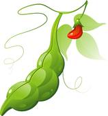 Clip art royalty free. Beans clipart soybean