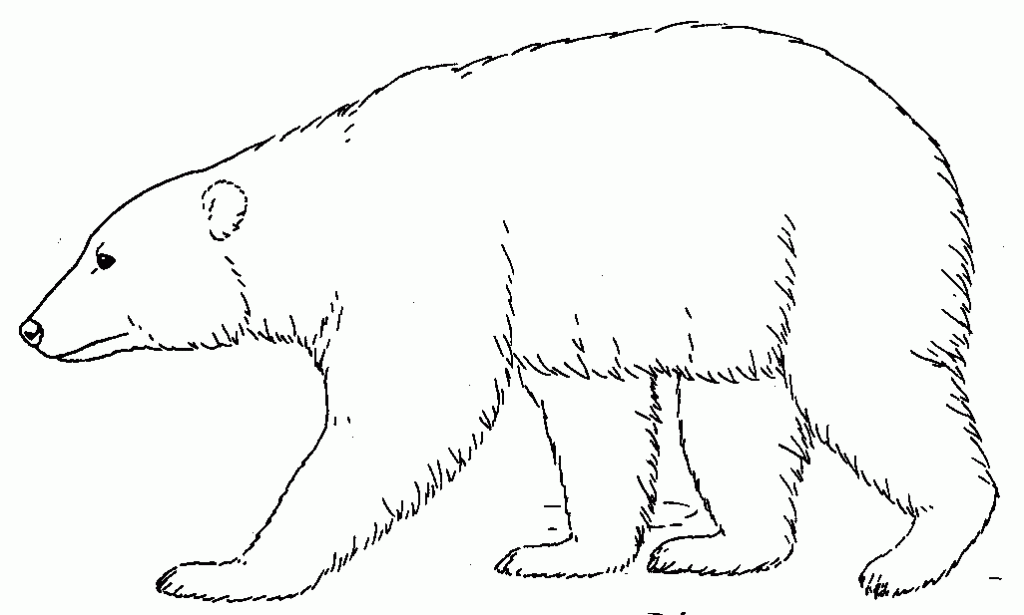 Bear clipart drawing. Polar at getdrawings com