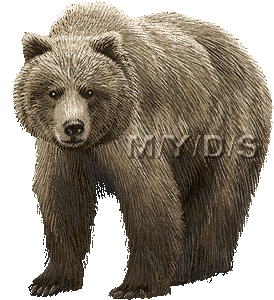 Bear clipart grizzly bear. Free clip art silvertip