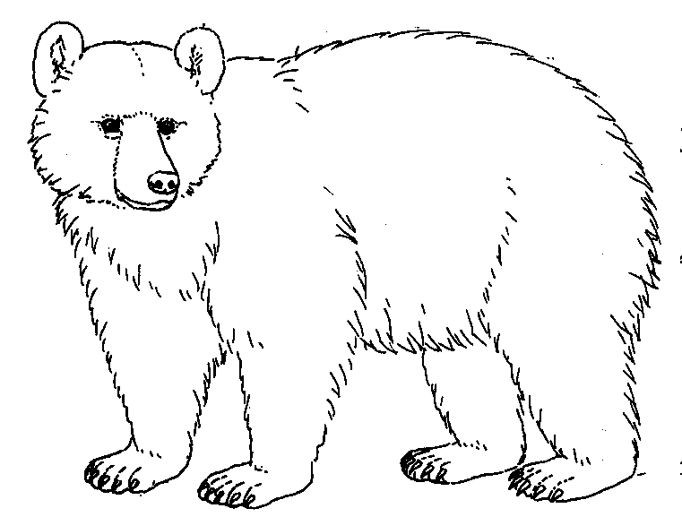 Black and white . Bear clipart outline