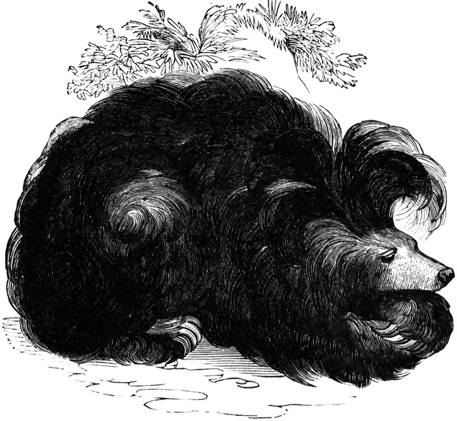 Etc. Bear clipart sloth bear