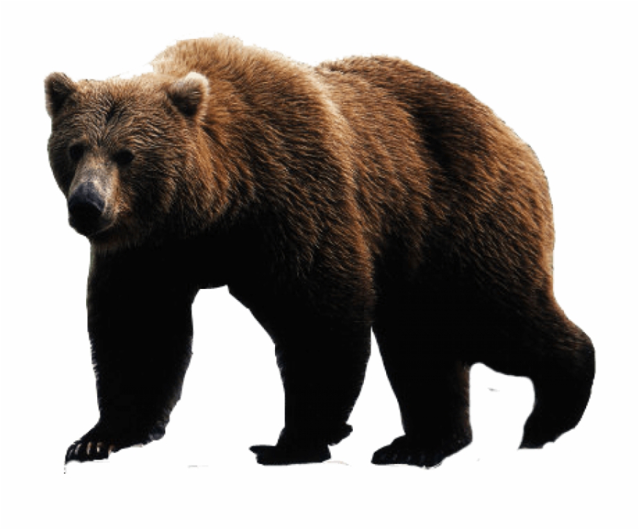 Brown bear png image. Bears clipart transparent