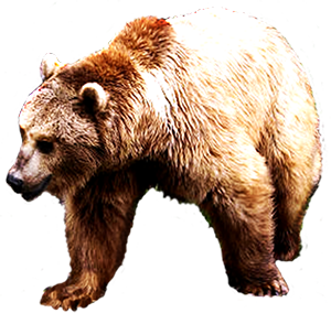 Bear clipart transparent background. Animal clip art picture