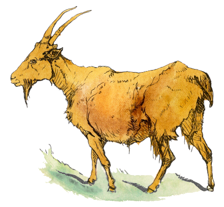 Free bearded page of. Beard clipart goat