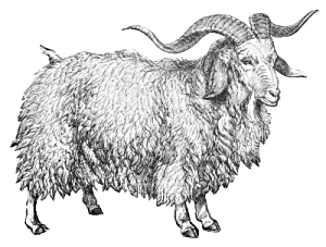 Beard clipart goat. Free bearded page of