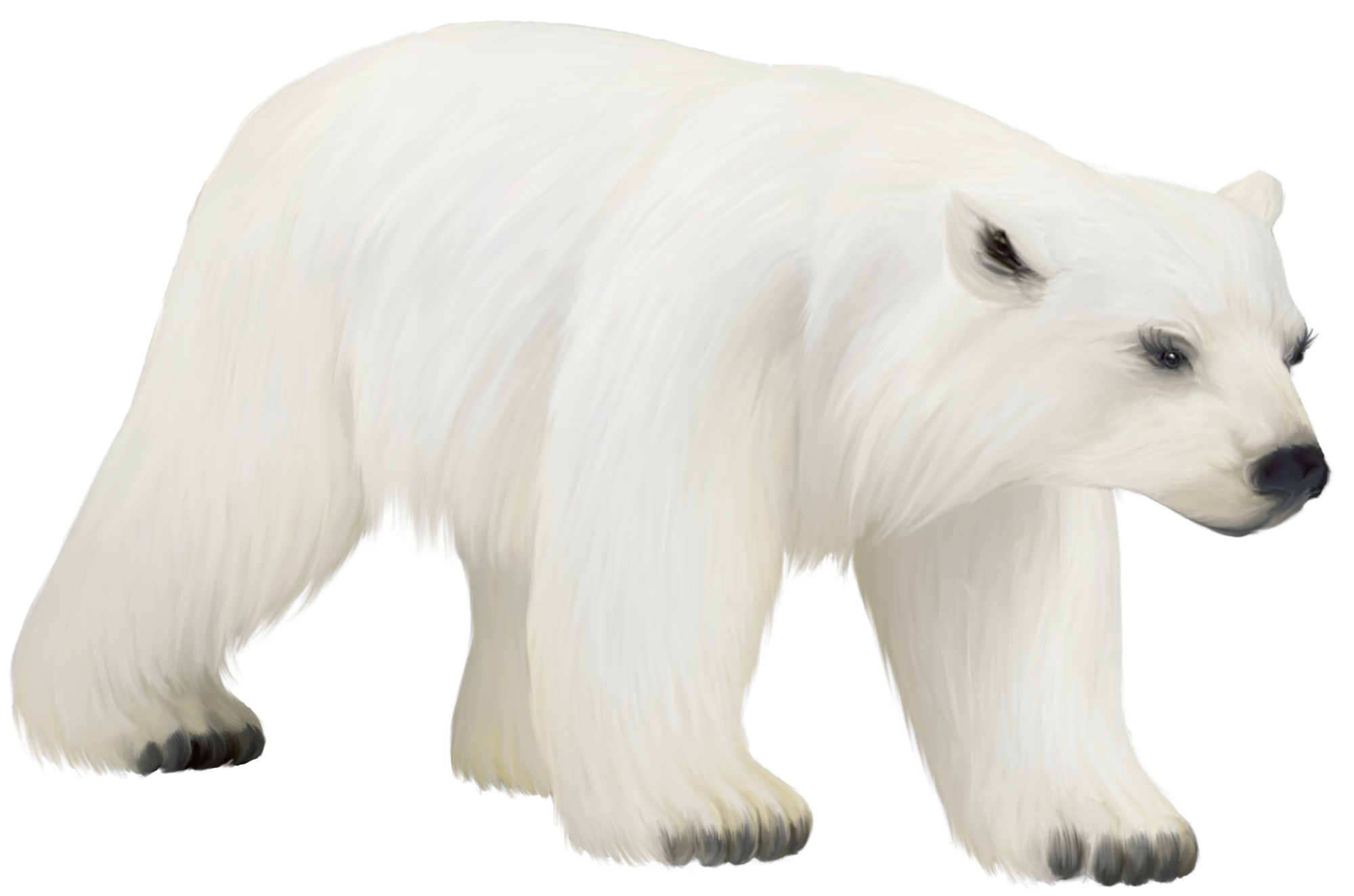 Bear clipart polar bear. Large painted png gallery