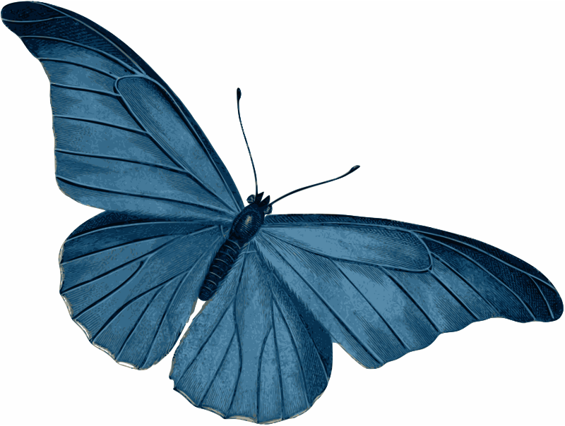 Medium image png . Beautiful clipart blue butterfly