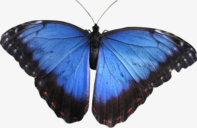 Png image and. Beautiful clipart blue butterfly