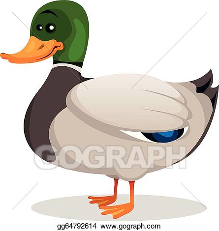 Vector art cartoon mallard. Ducks clipart beautiful
