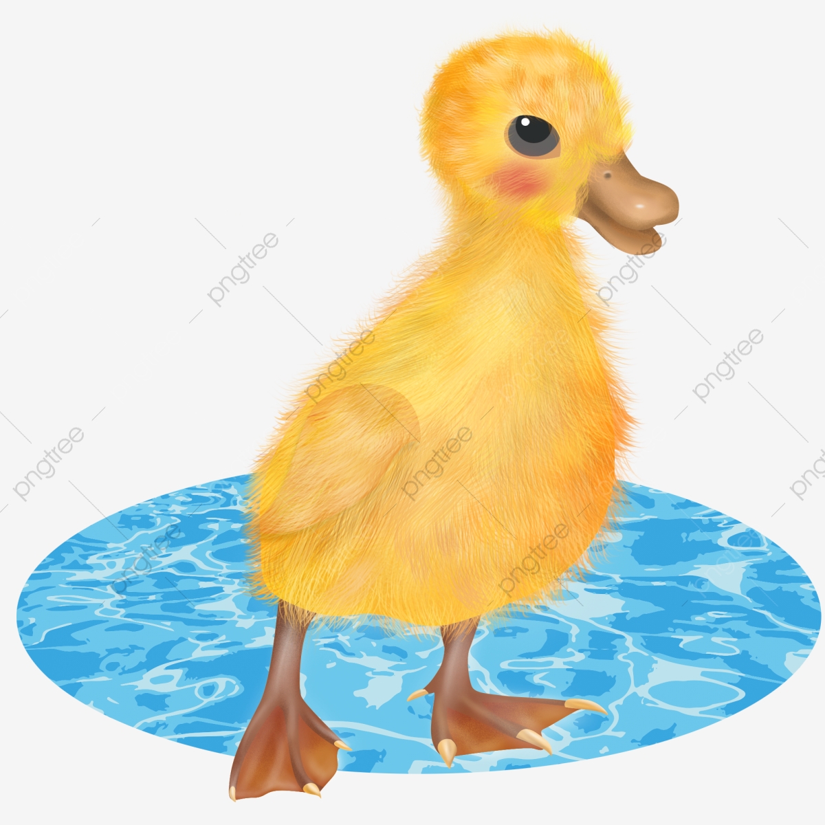 duckling clipart beautiful