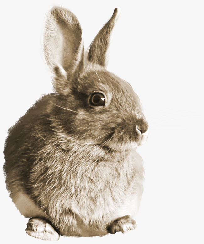 Beautiful clipart rabbit. Brown bunny pretty png