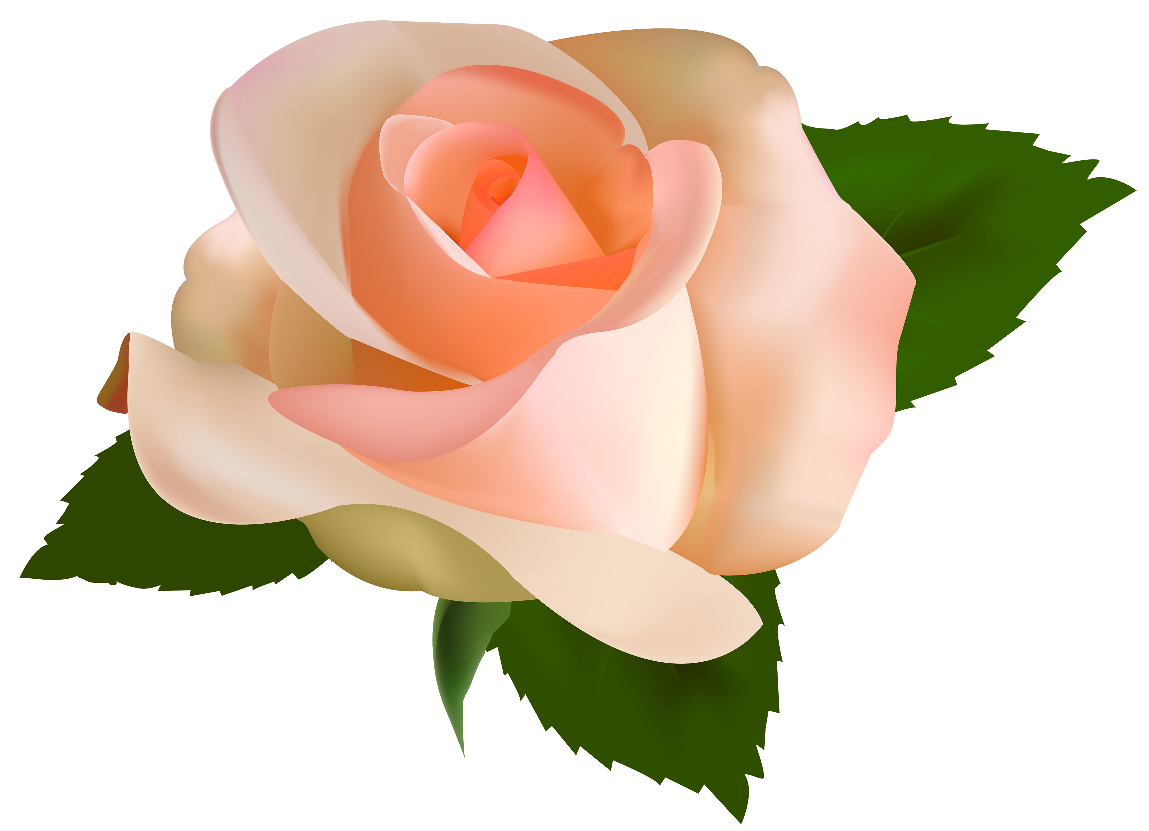 Beautiful clipart rose. Png best web