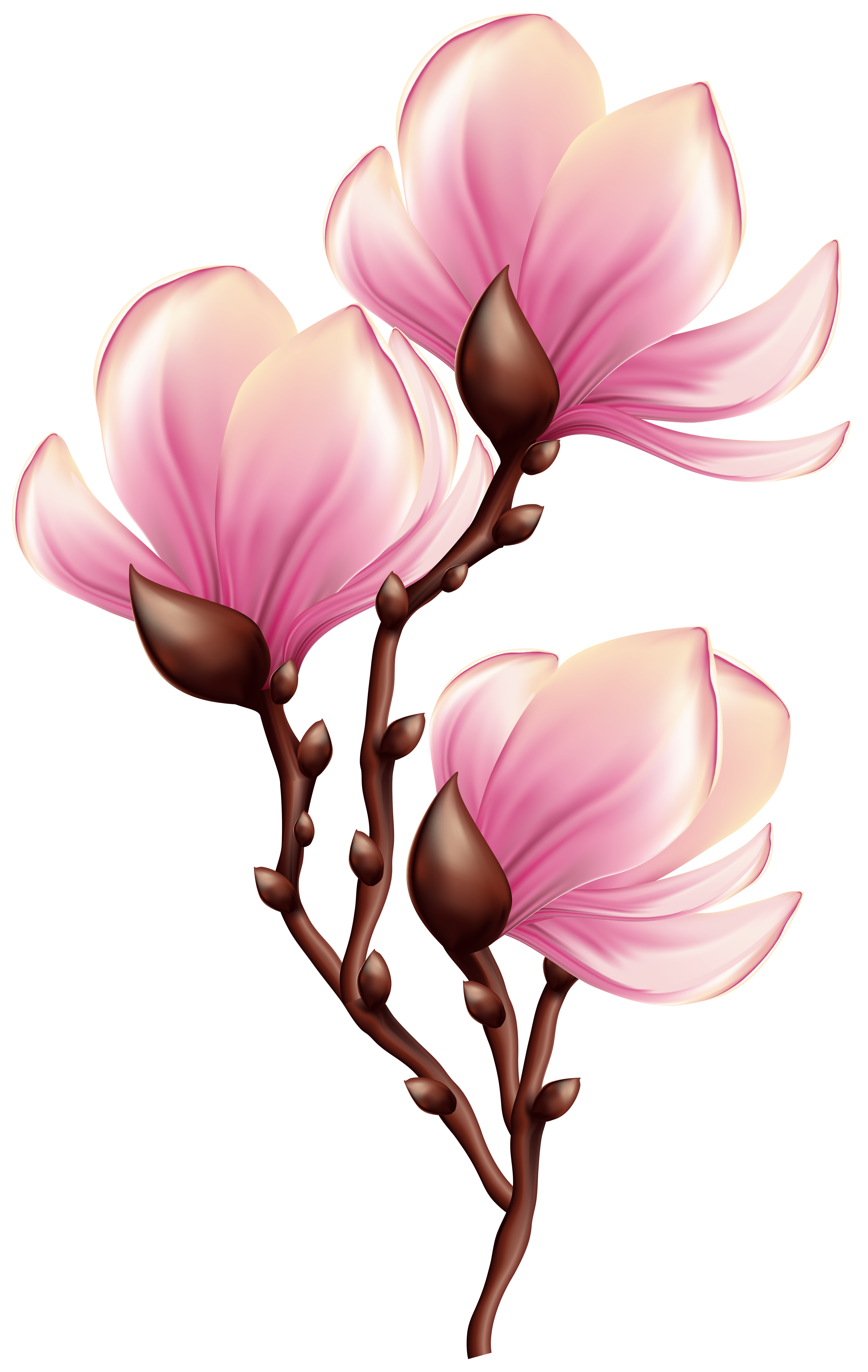 Blooming branch transparent png. Beautiful clipart spring