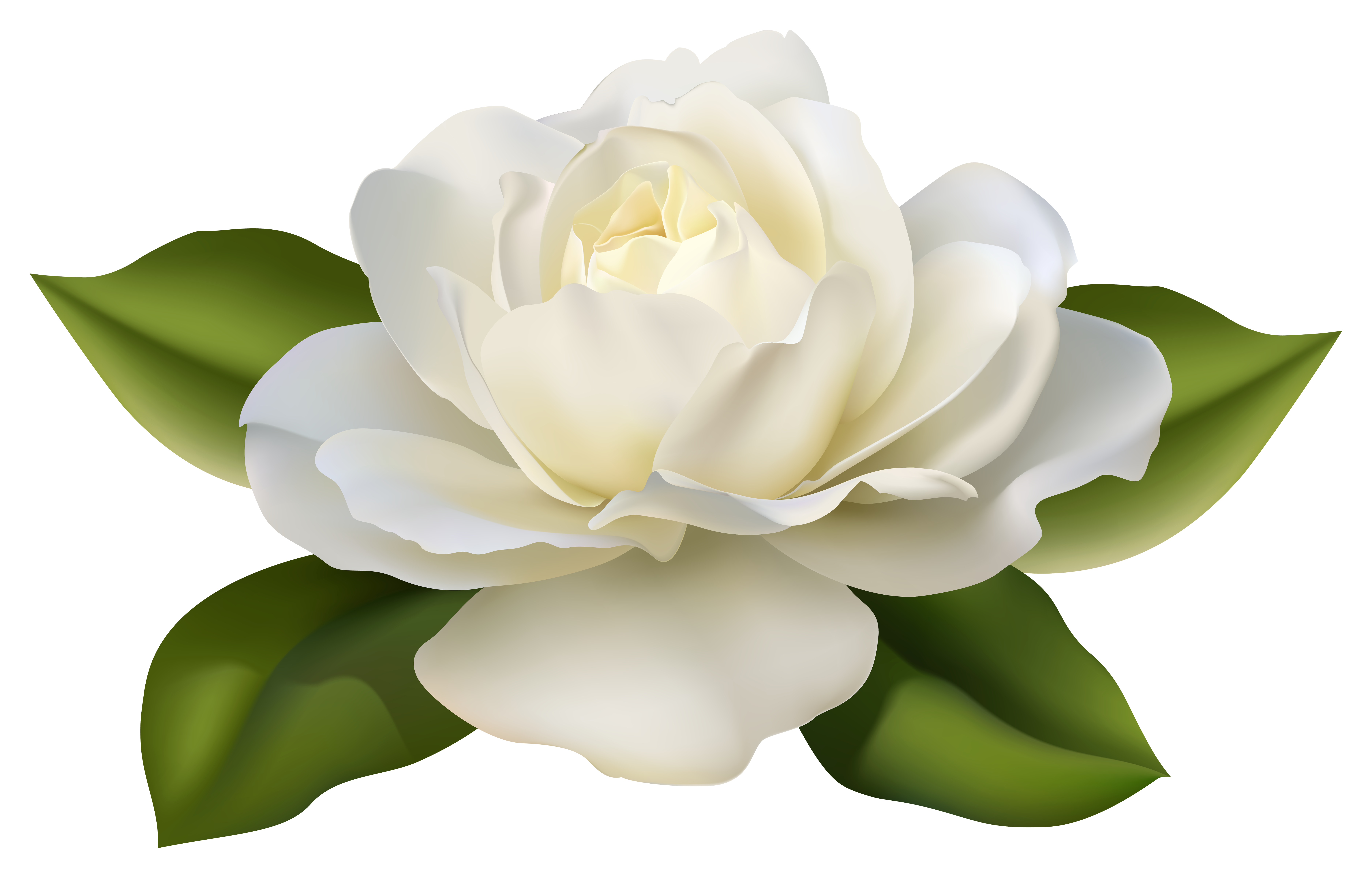 Beautiful clipart transparent background. White rose with leaves