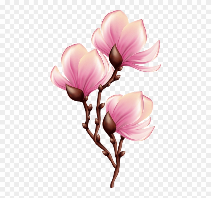 magnolia clipart branch