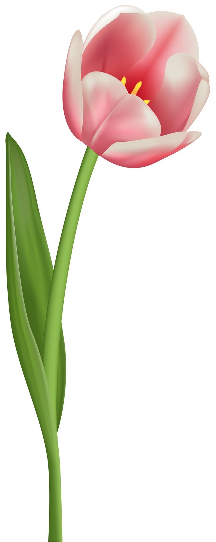 Flower with free download. Beautiful clipart transparent background
