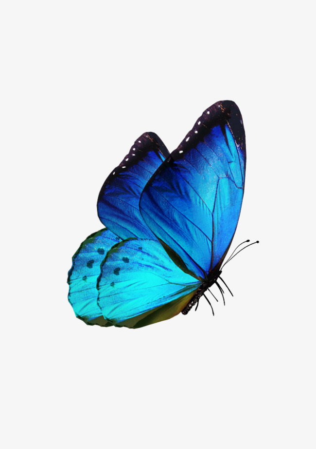 Beauty clipart butterfly. A small beautiful insect