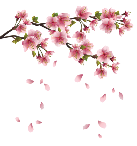 Beauty clipart spring. Beautiful pink branch with