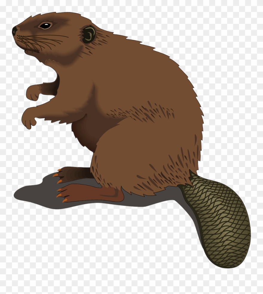 beaver clipart beaver animal