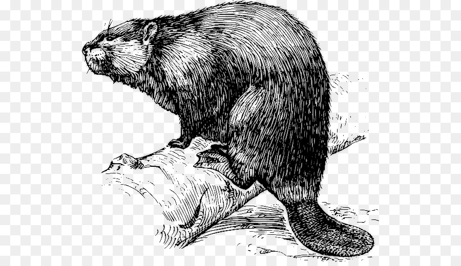beaver clipart beaver fur