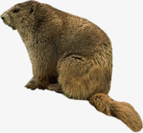 beaver clipart beaver fur