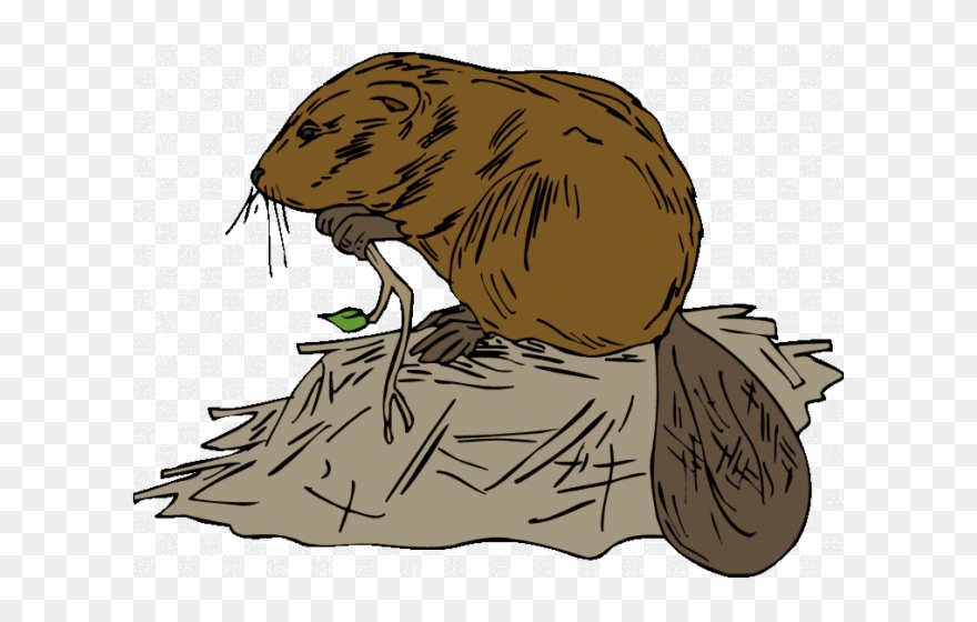 Beaver clipart beaver lodge. Ski cartoon building dam