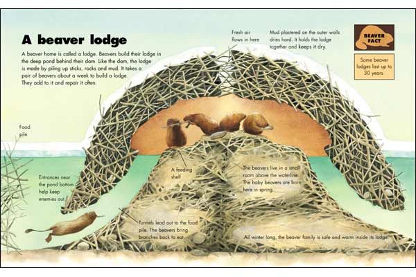 beaver clipart beaver lodge