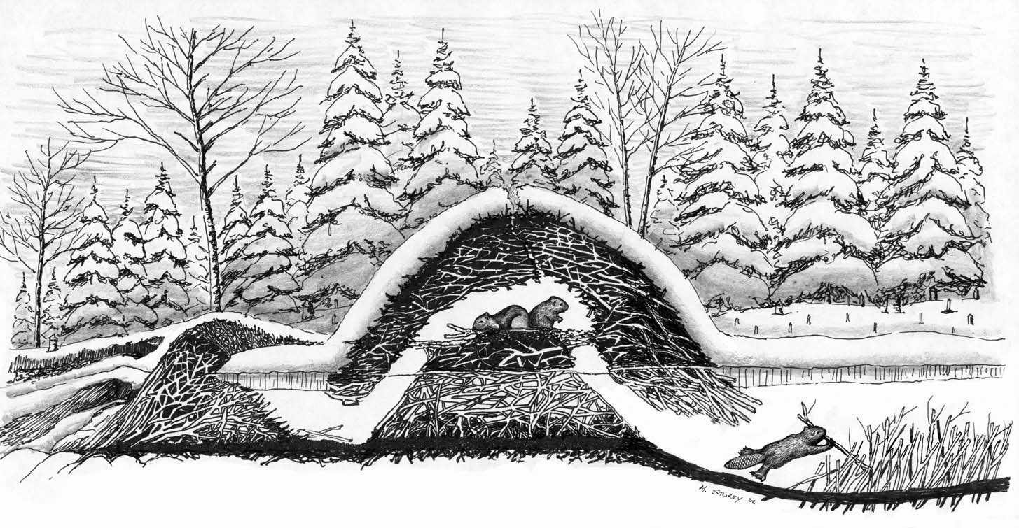 beaver clipart beaver lodge