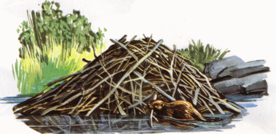 Beaver clipart beaver lodge, Beaver beaver lodge Transparent FREE for