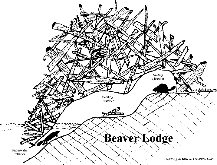 beaver clipart beaver lodge