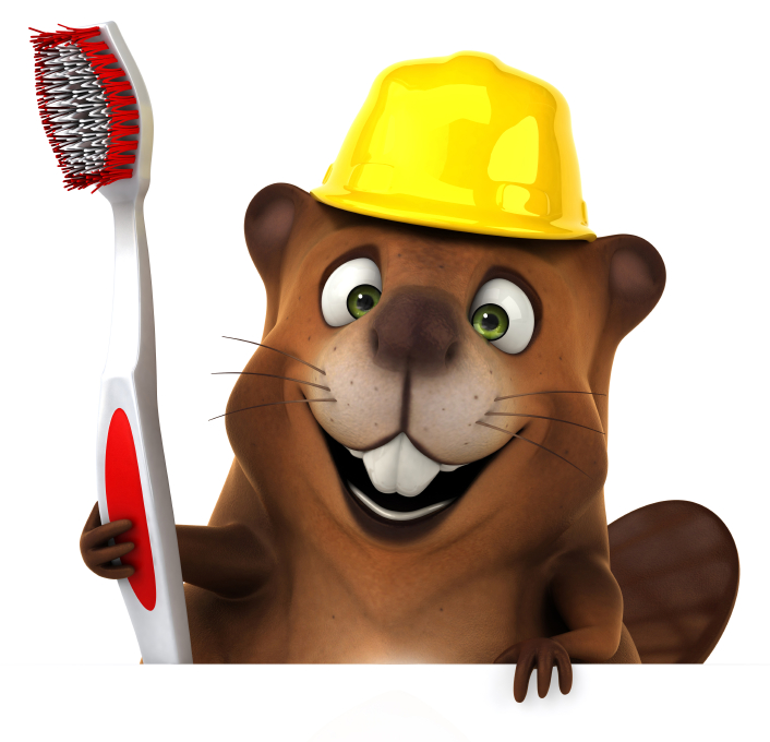 Beaver clipart beaver tooth. New study teeth have