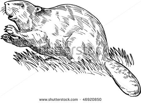 beaver clipart black and white