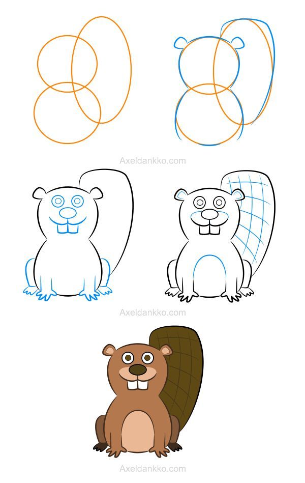Beaver clipart castor. How to draw a