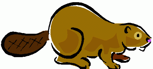 Free cliparts download . Beaver clipart clip art