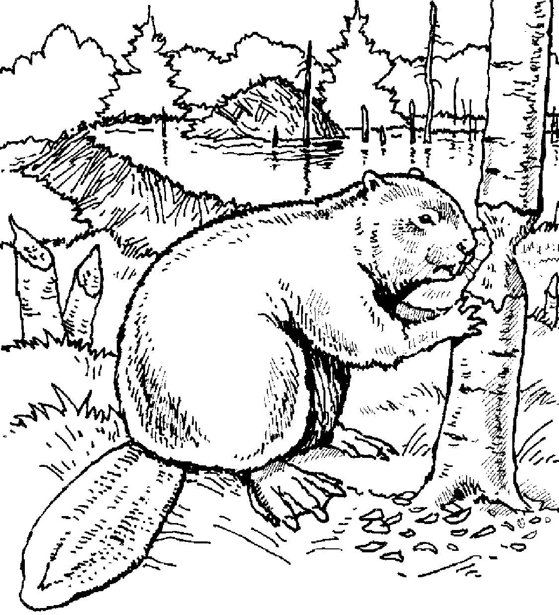 Beaver clipart colouring page. Color floral coloring books