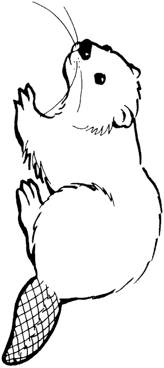 Coloring pages . Beaver clipart colouring page