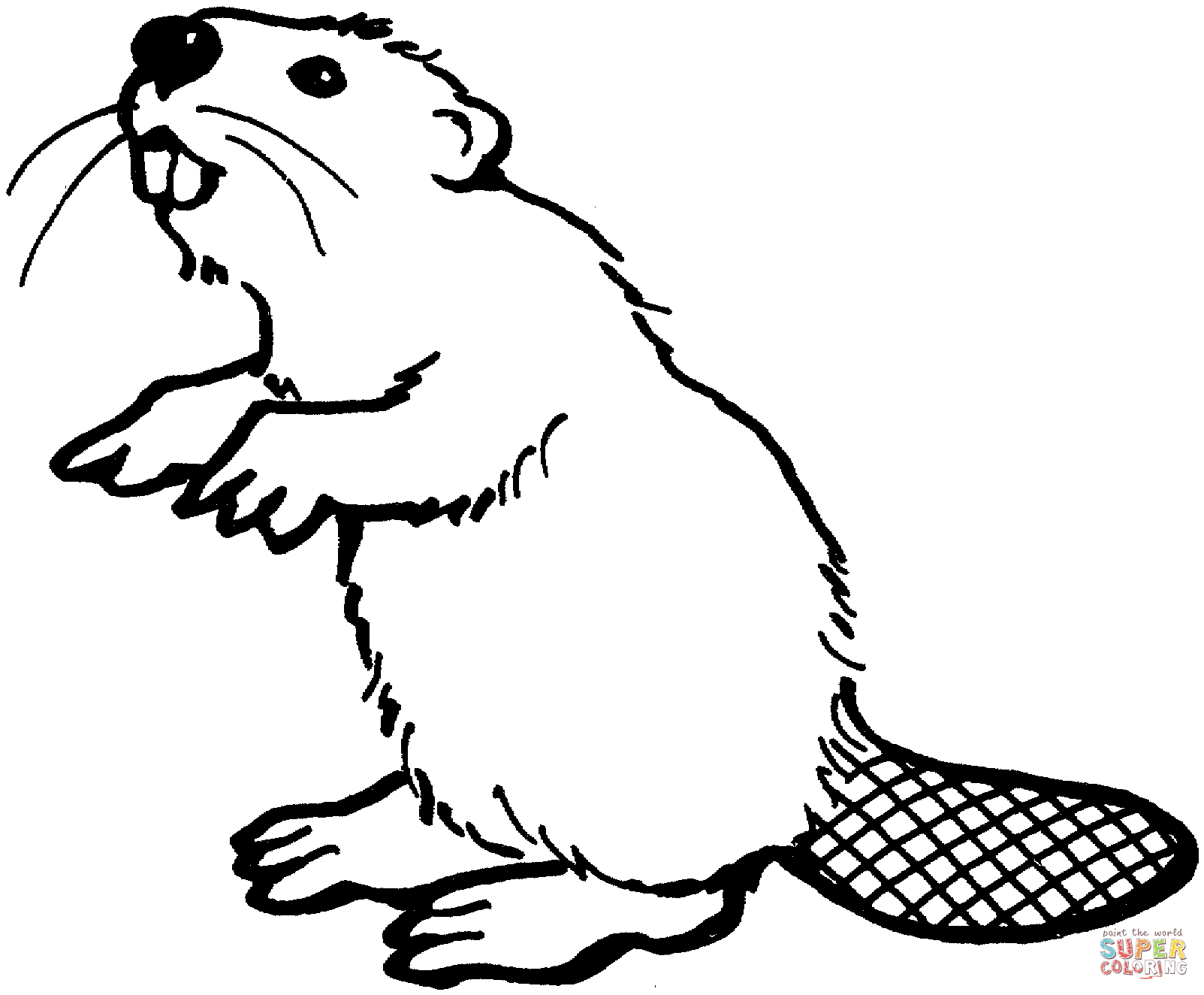 American coloring free printable. Beaver clipart colouring page