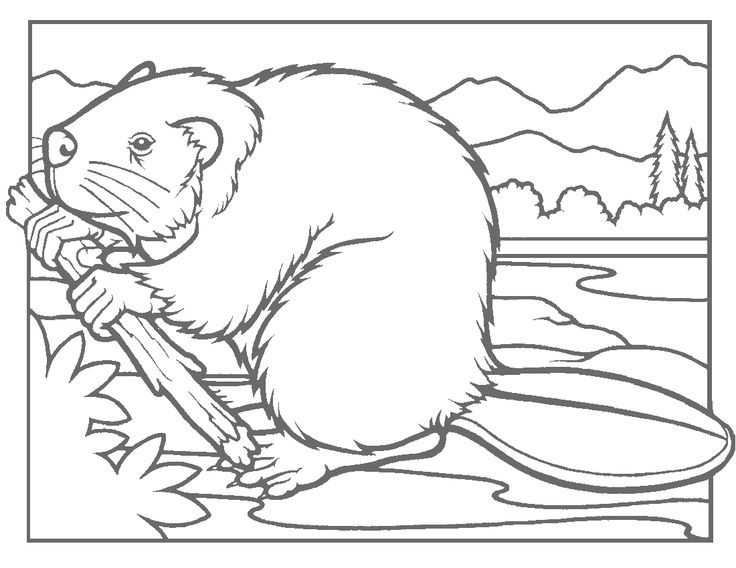  best ausmalbilder biber. Beaver clipart colouring page