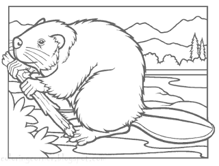 Coloring pages printable beavers. Beaver clipart colouring page