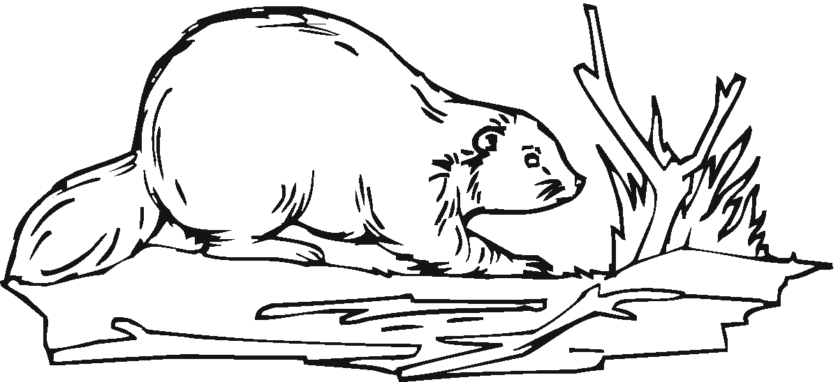 Beaver clipart colouring page. Free coloring pages clip