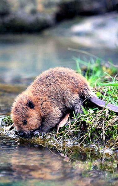 beaver clipart cute little