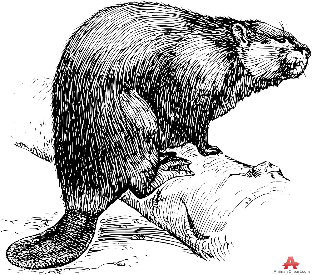 beaver clipart drawing