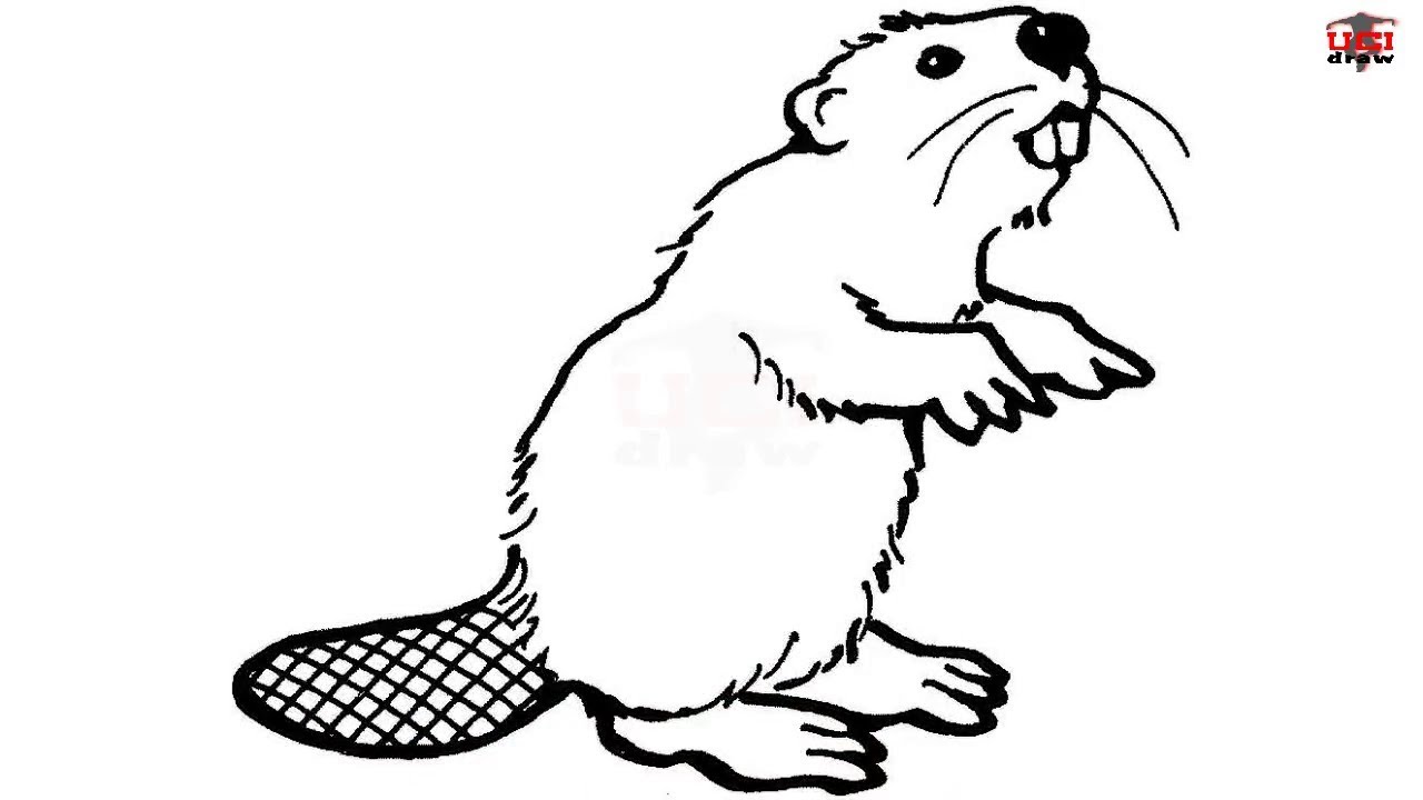 Beaver clipart easy, Beaver easy Transparent FREE for download on ...