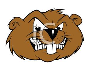Beaver face
