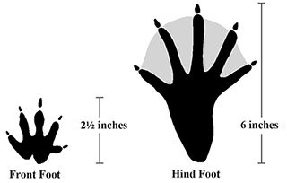 beaver clipart footprint