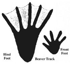 beaver clipart footprint